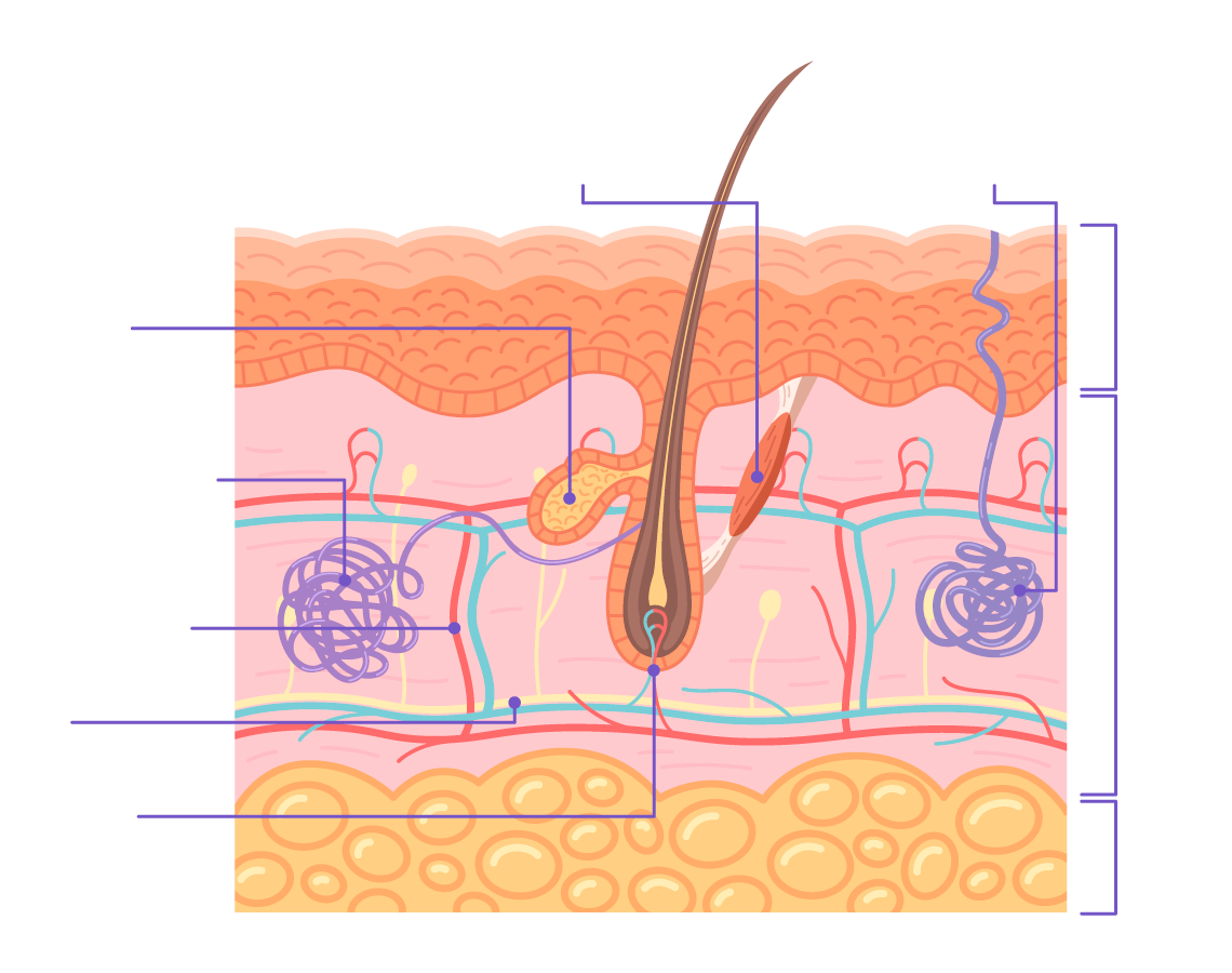 Anatomía de la Piel
